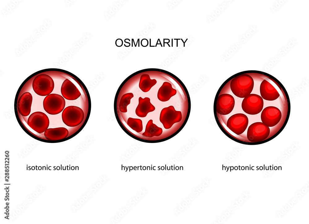 plasma osmolarity Stock Vector Adobe Stock