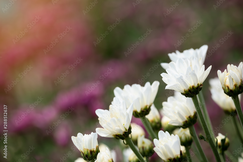 Close up of white chrysanthemum row with bokeh background. and copy space Close up of white chrysanthemum row with bokeh background. and copy space