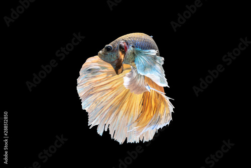 movement of Betta fish  siamese fighting fish  betta splendens isolated on black background