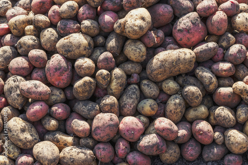 Harvesting potatoes in Siberia