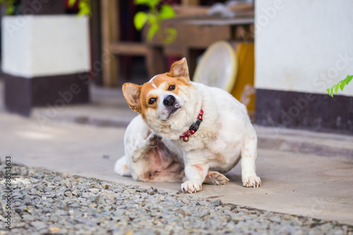 Itchy dog try to scratching its skin. Concept for pet skin's health problem from parasite or flea.