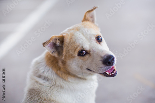Portrait of healthy and smiling cute dog.