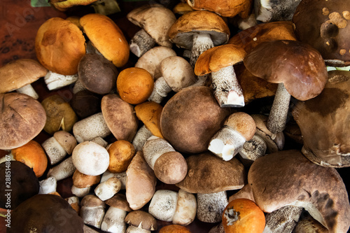 bunch of harvested forest edible mushrooms with orange, brown caps and white legs of different sizes lie on the table