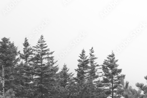 Obraz na plátně treetops on a mountain