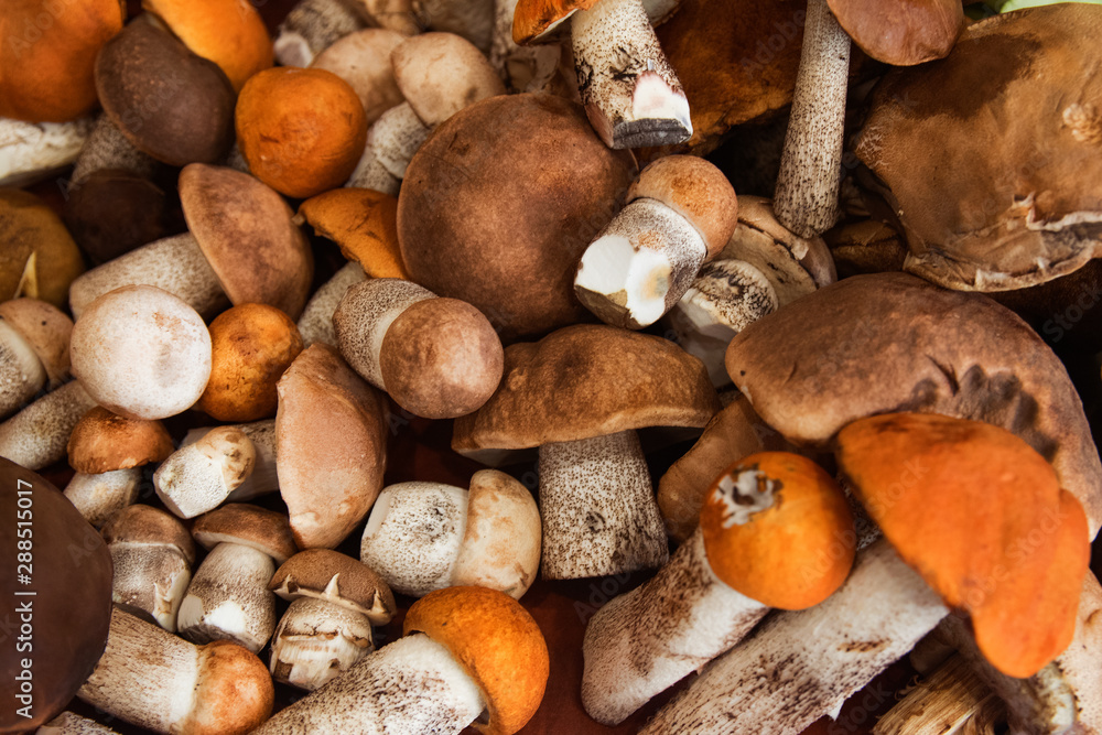 Fototapeta premium bunch of harvested forest edible mushrooms with orange, brown caps and white legs of different sizes lie on the table