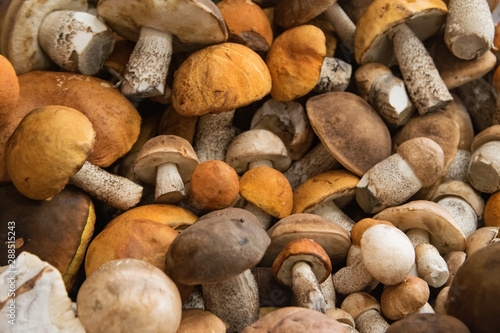 bunch of harvested forest edible mushrooms with orange, brown caps and white legs of different sizes lie on the table