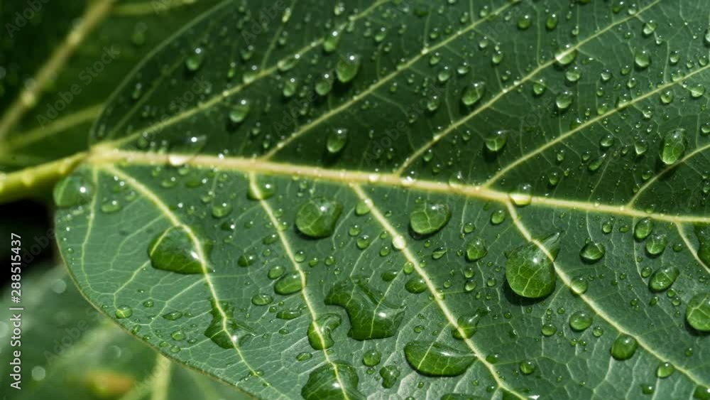 水滴・葉 水滴・葉
