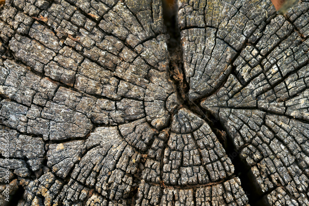 grunge log wood texture