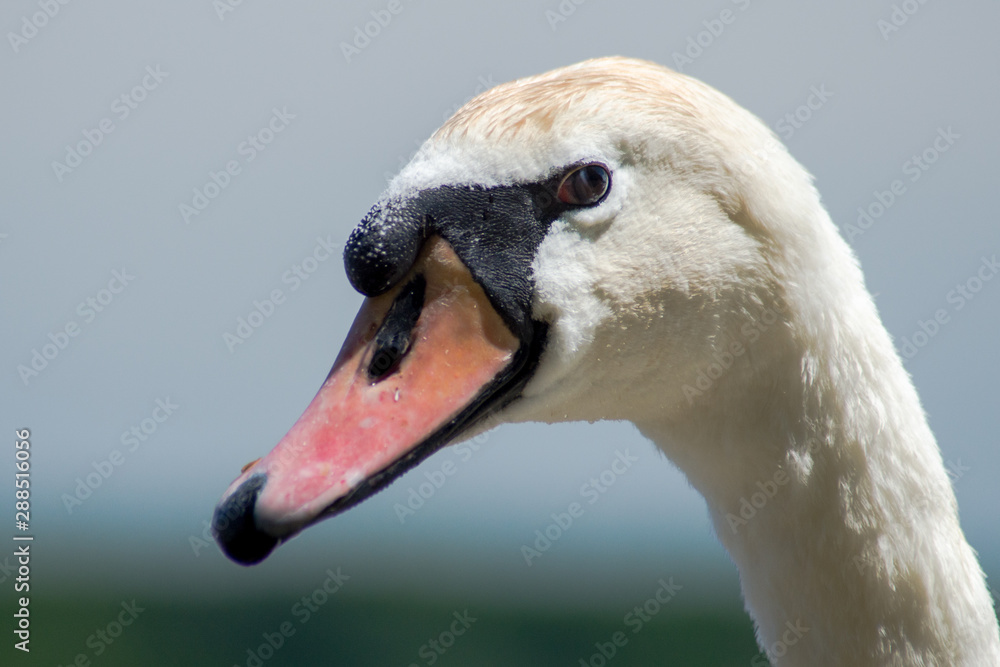 Head of a swan Head of a swan