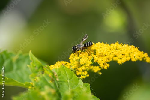 Pugnacious Leaf Cutter Bee on Goldenrod Flowers