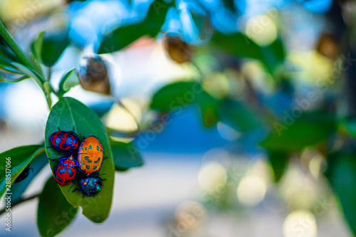 Australian clean environment shown by many type of Harlequin bugs grouping on tree foliage  photo