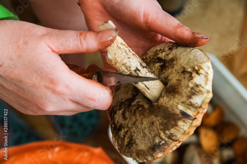 dirty female hands peel edible forest mushroom with a knife