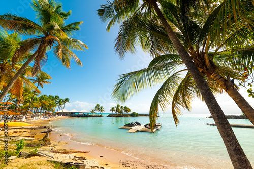 Fototapeta Naklejka Na Ścianę i Meble -  Coconut palm trees in Bas du Fort in Guadeloupe