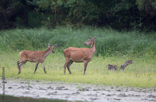 Hind and fawn walking on river coast