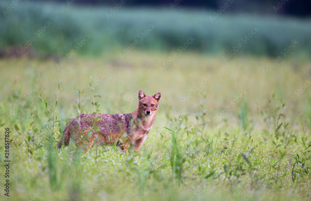 Golden jackal on meadow Golden jackal on meadow