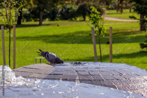A holiday park with a fountain from which a pigeon drinks.