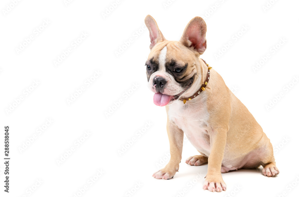 French bulldog, sitting and looking down