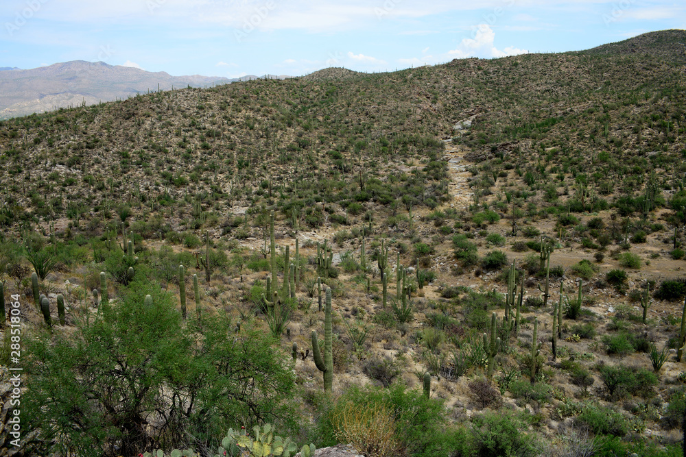 Road Rincon mountains Sonora Desert Arizona