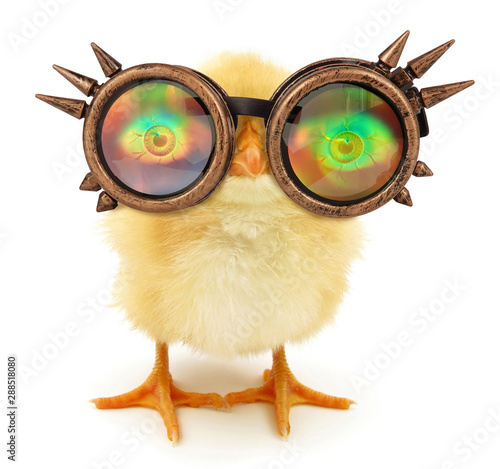 Photography Crazy chick funny with steam punk sunglasses