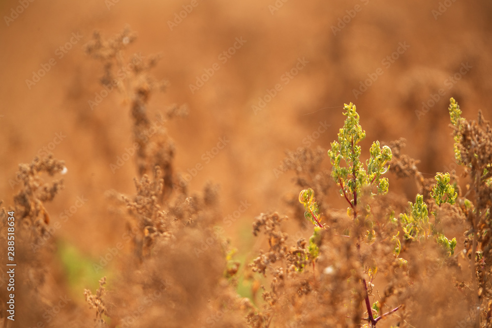 Fototapeta premium Beautiful dry brown bushes in Hamala, bahrain