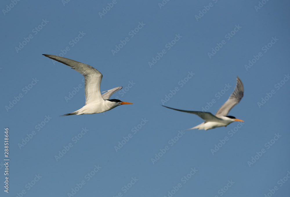 Lesser crested tern in flight at Busaiteen coast, Bahrain 