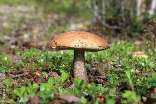 Leccinum aurantiacum. Aspen mushroom in the forest close-up