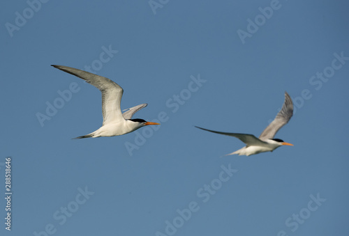 Lesser crested tern in flight at Busaiteen coast  Bahrain 