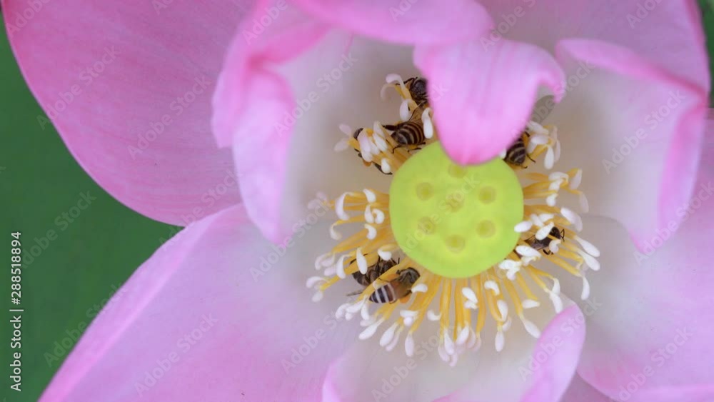 Beautiful Water Lily with Bee flying close up in the garden Beautiful Water Lily with Bee flying close up in the garden