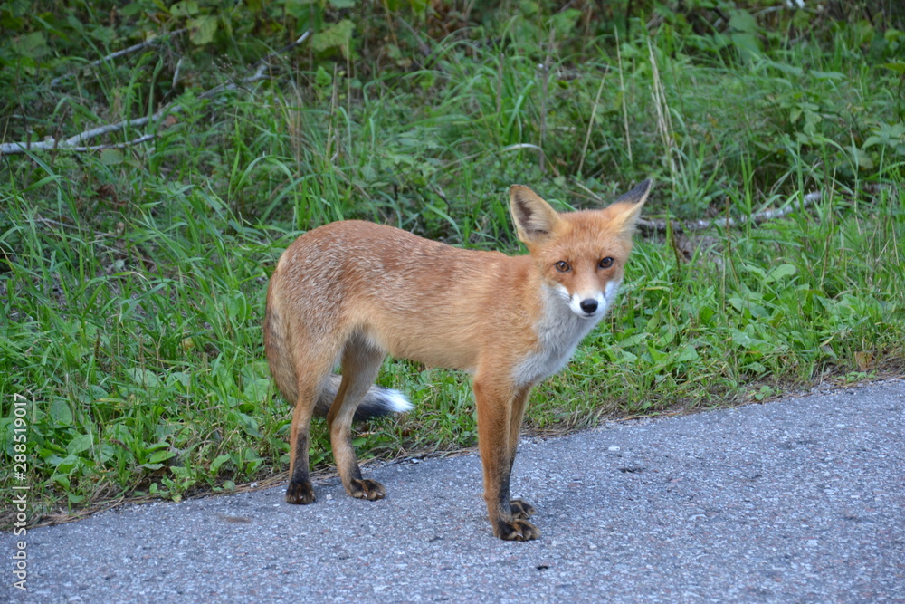 Red Fox on the Curonian spit Red Fox on the Curonian spit