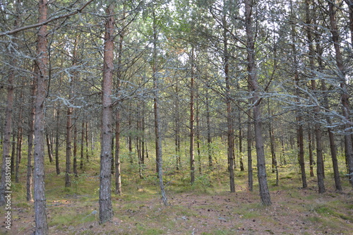 summer forest on the Curonian spit