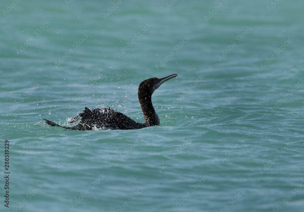 Obraz premium The Socotra cormorant bathing, Bahrain