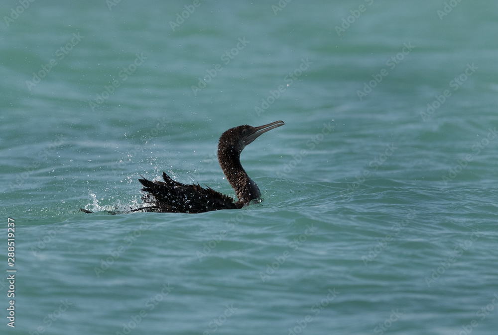 Fototapeta premium The Socotra cormorant bathing, Bahrain 