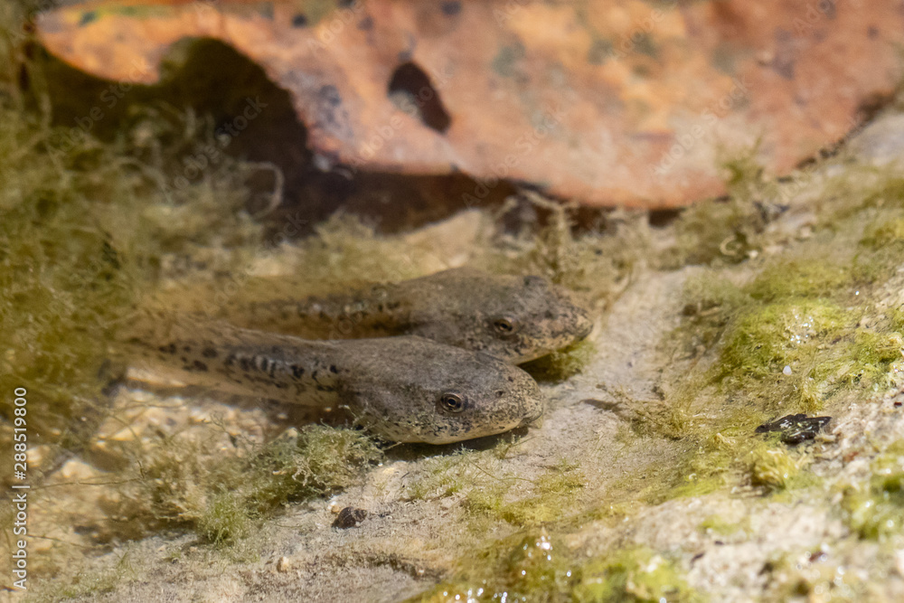 A close up view of two tadpoles swimming near the edge of a natural pond. Details of the long body and eyes in natural habitat with room for copy.