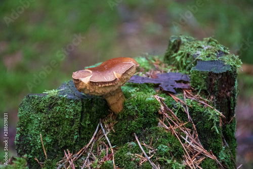 Beautiful closeup brown mushroom bearded milkcup growing on an old trunk with green moss. Mushroom macro, Mushrooms photo, forest photo, forest background