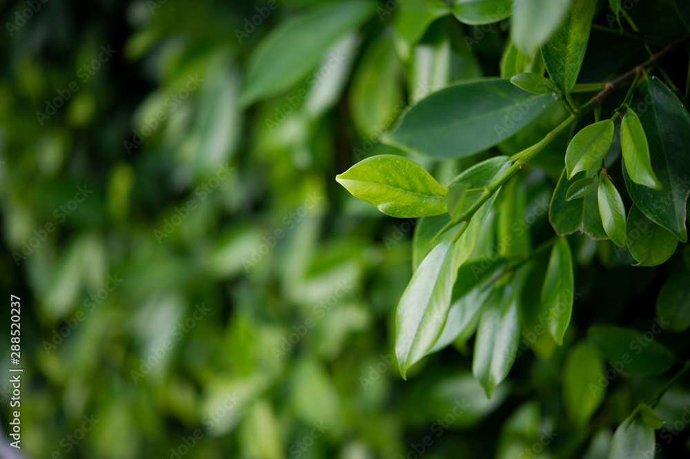 The tops of green tea leaves are rich and attractive. The tops of green tea leaves are rich and attractive.
