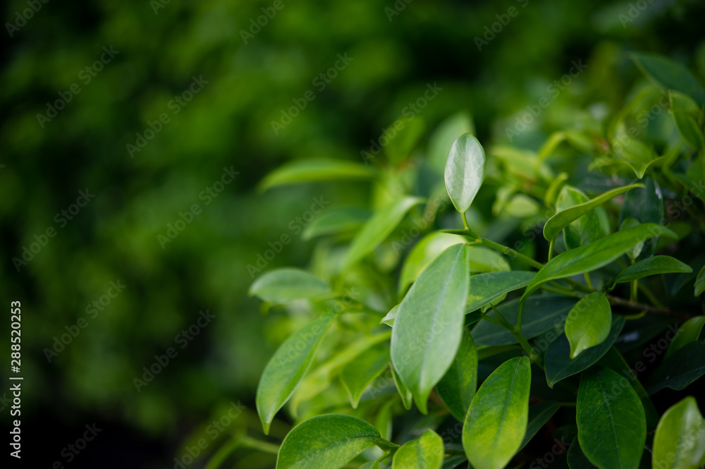The tops of green tea leaves are rich and attractive. The tops of green tea leaves are rich and attractive.