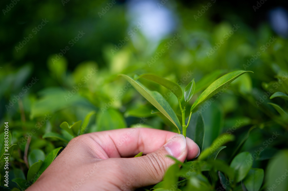 The tops of green tea leaves are rich and attractive. The tops of green tea leaves are rich and attractive.