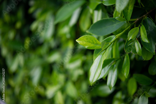 The tops of green tea leaves are rich and attractive.