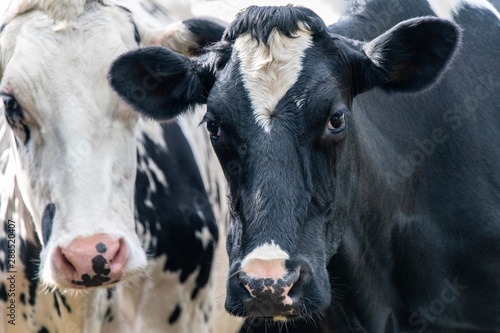 A close up photo of two black and white cows faces 