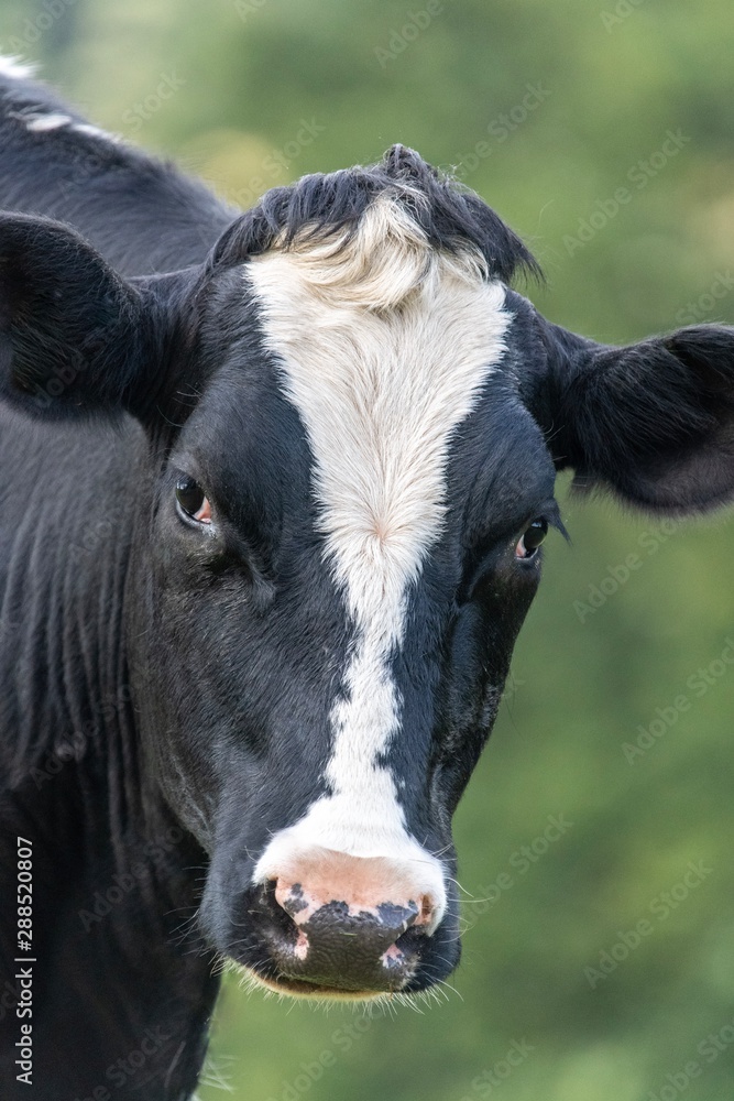 A close up photo of a black and white cows face