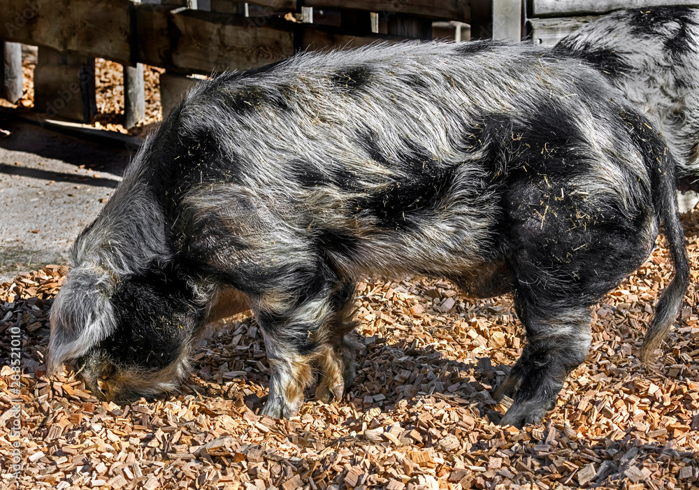 Domestic boar on the splitters near the fence in its enclosure Domestic boar on the splitters near the fence in its enclosure