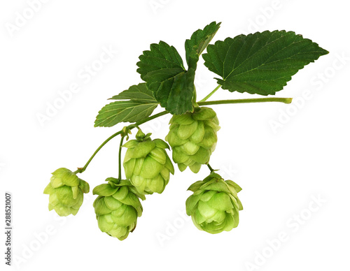 Branch of hops with green c...