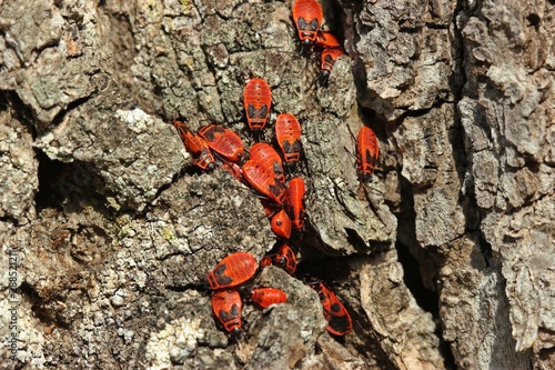 Gemeine Feuerwanzen (Pyrrhocoris apterus) mit Larven an Baumrinde photo