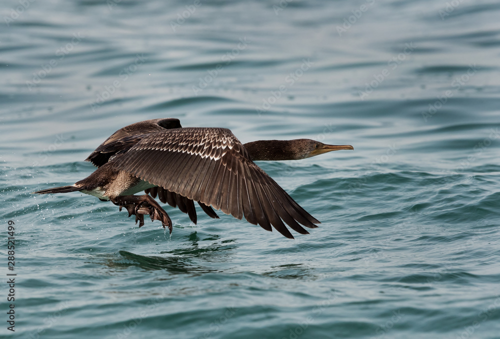 The Socotra cormorant takeoff at Busiateen coast, Bahrain The Socotra cormorant takeoff at Busiateen coast, Bahrain