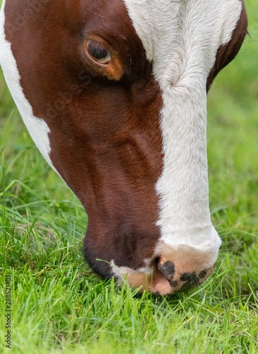 A close up photo of a brown and white cows face © Stef Bennett