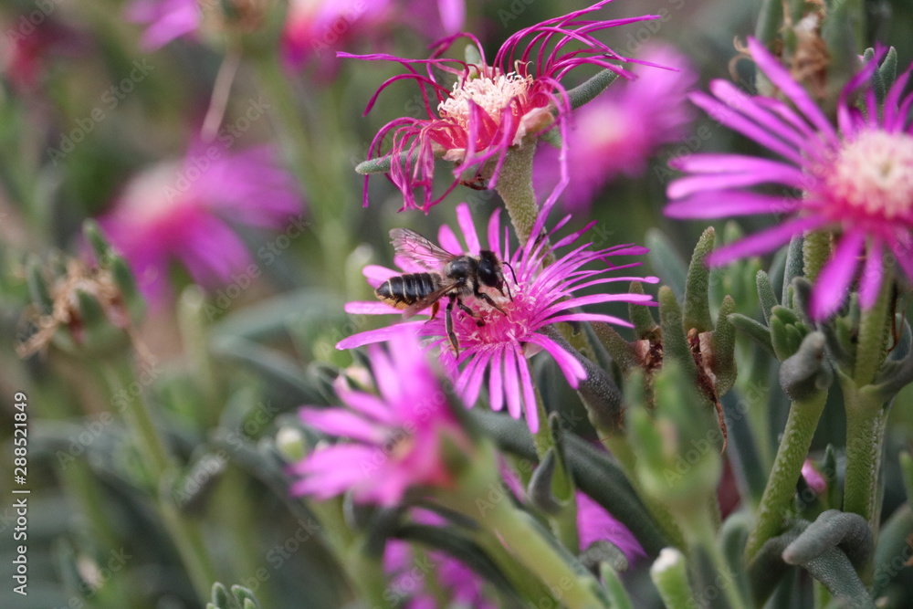 ABEJA POLINIZANDO UNA FLOR MORADA ABEJA POLINIZANDO UNA FLOR MORADA