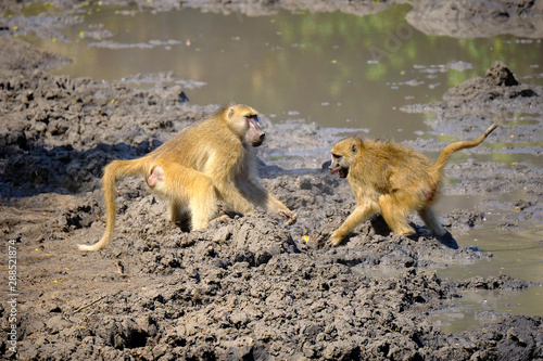 Baboons fighting in Mana Pools National Park  Zimbabwe