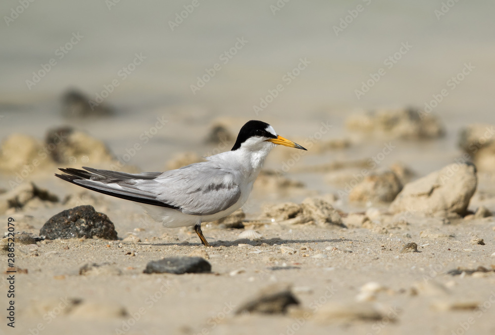 Saunders tern at Busaiteen coast, Bahrain Saunders tern at Busaiteen coast, Bahrain