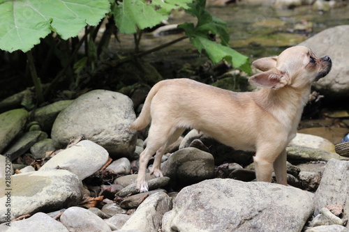 Little dog chihuahua on ground