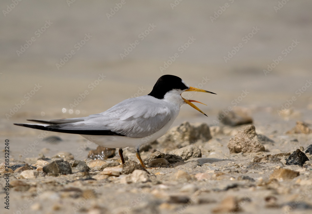 Saunders tern calling at Busaiteen coast, Bahrain Saunders tern calling at Busaiteen coast, Bahrain